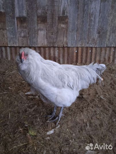 Петух Амераукана