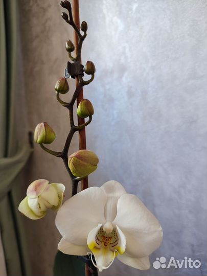 Орхидея фаленопсис