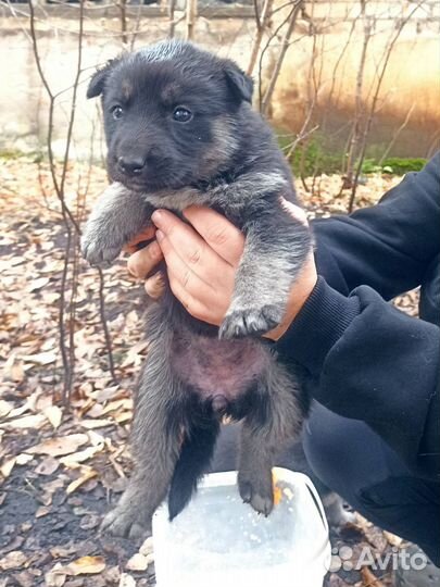 Щенки погибают на улице одни Помогите спасти