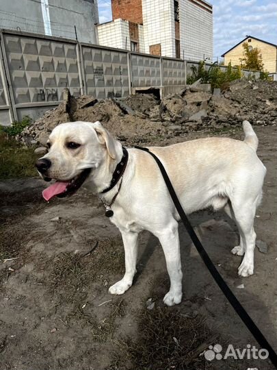 Лабрадор вязка