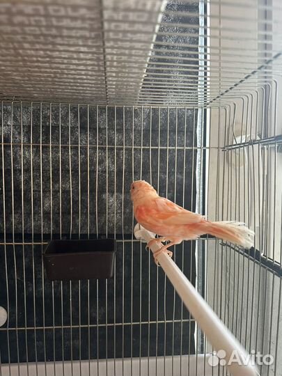 Кенара и канарейки