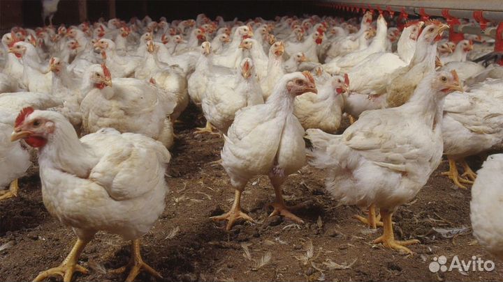 Живым весом бройлерные куры. Доставка