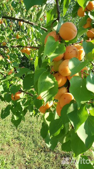 Продаю абрикосы по 40 рб за кг