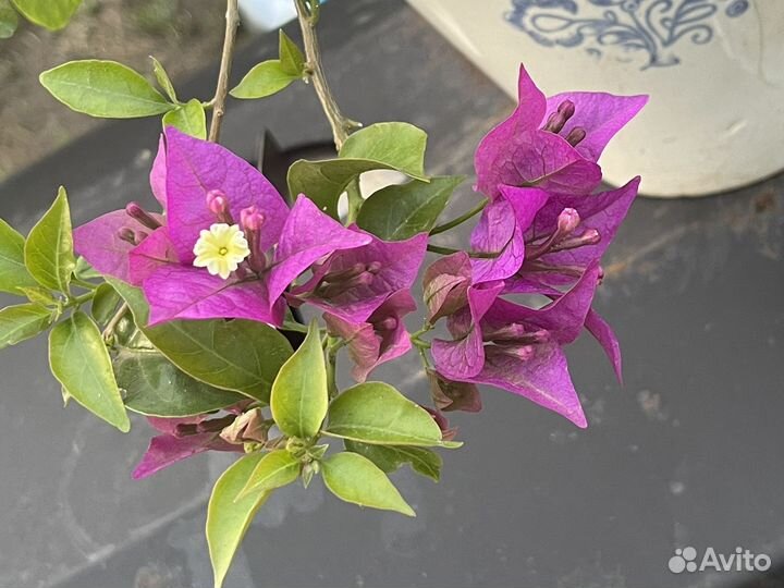 Бугенвиллея