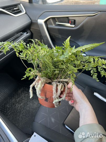 Папоротник давалия