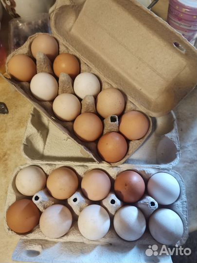 Домашние яица, солёные огурцы