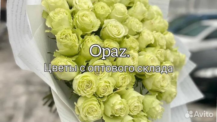 Роза Эквадор