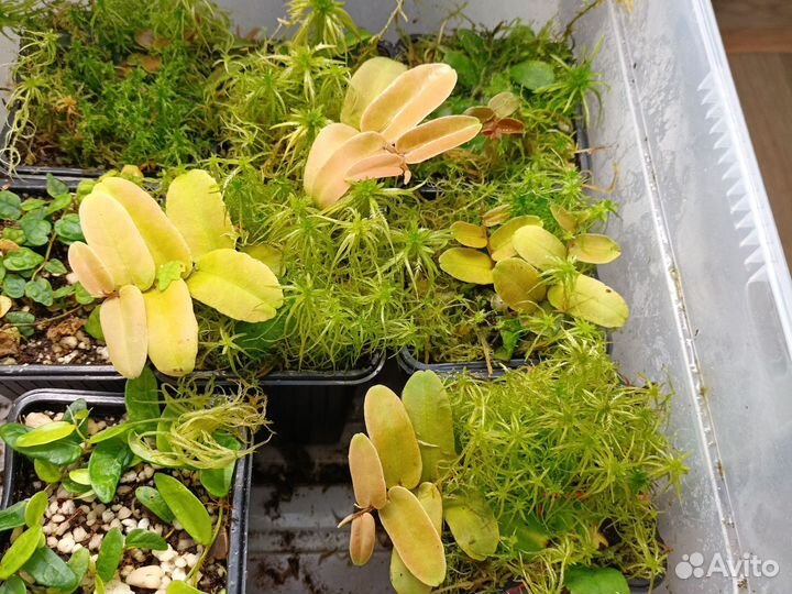 Маркгравия синтениси Marcgravia sintenisii