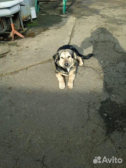 Собака в добрые руки отдам бесплатно
