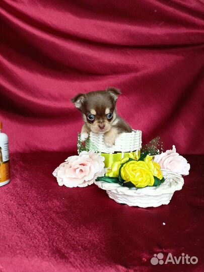 Мини мальчик