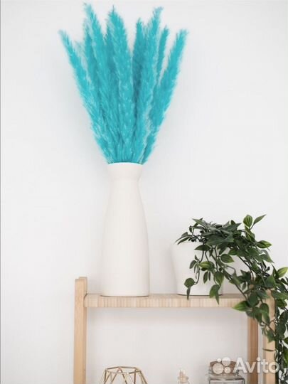 Кортадерия стабилизированная