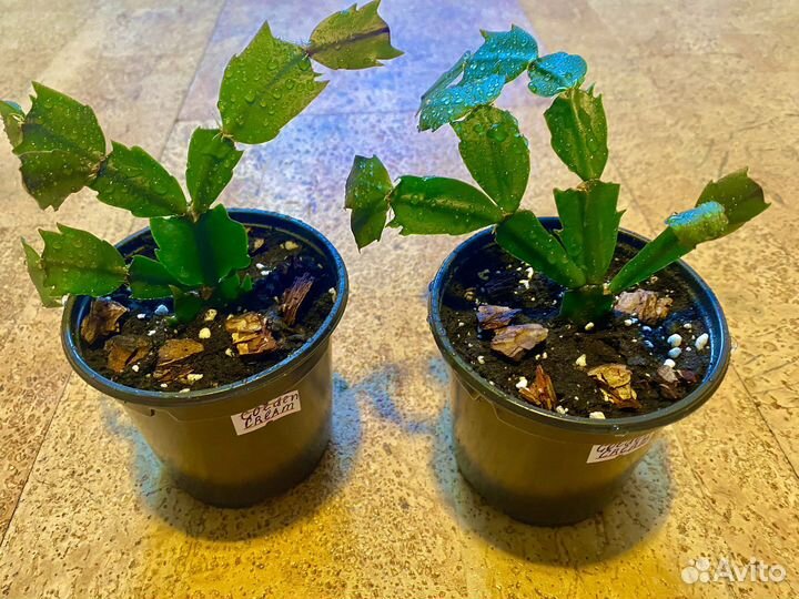 Сортовые шлюмбергера, декабрист