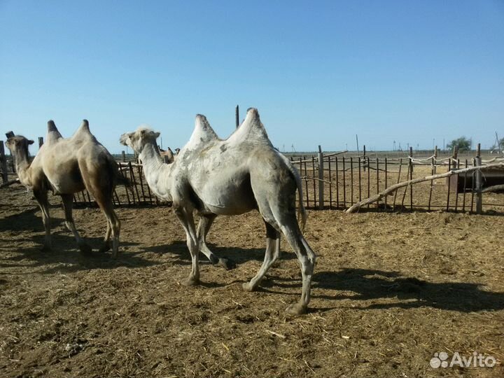 Верблюды калмыцкой породы