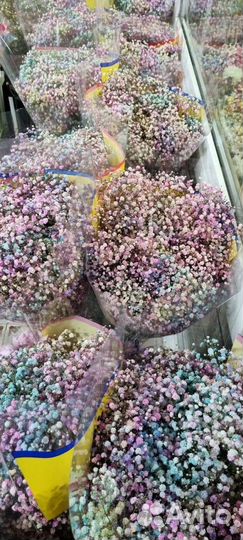 Гипсофила Радужная