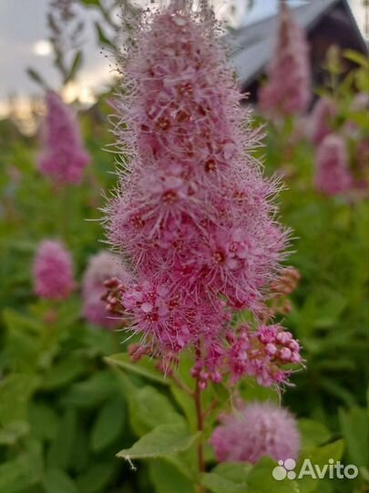 Многолетники