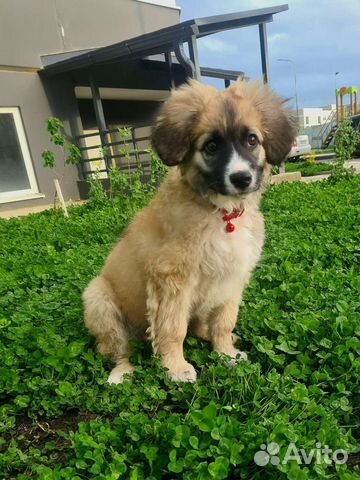 Милый щенок девочка Айза ищет дом