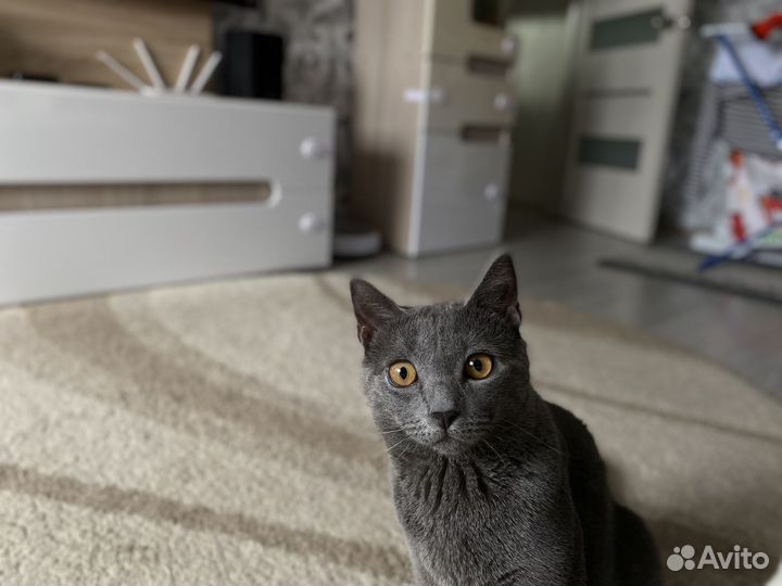 Отдам кота в добрые руки
