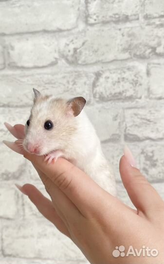 Сирийский хомяк