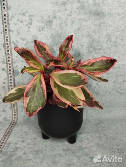 Пеперомия клузиелистная