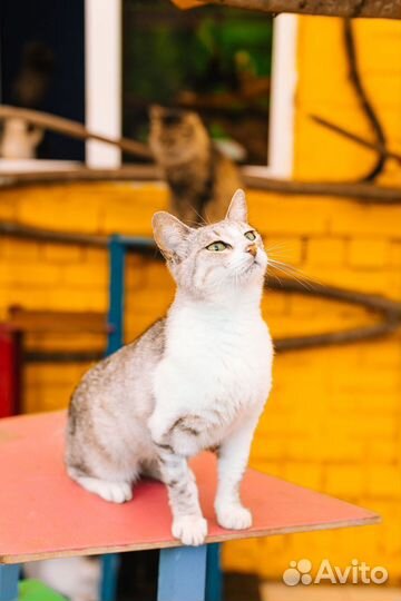 Кошечка ищет дом