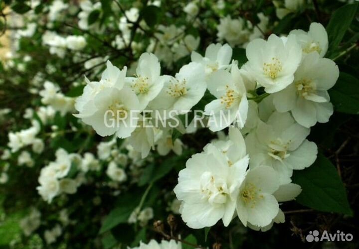 Чубушник Лемуана Clacier (Глетчер)