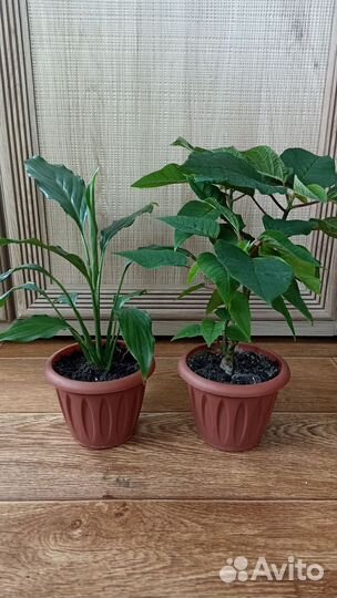 Сингониум, хавортия, алоэ, пуансеттия, рео