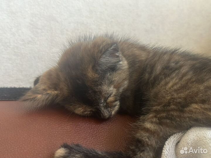 Отдам малышку в добрые руки