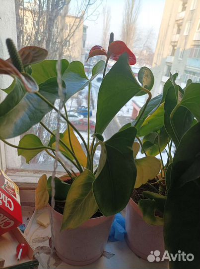 Комнатные цветы антуриум