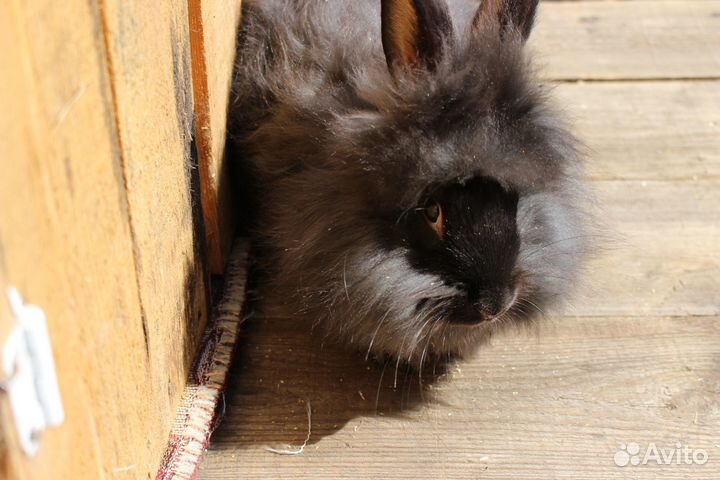 Кролик пуховый