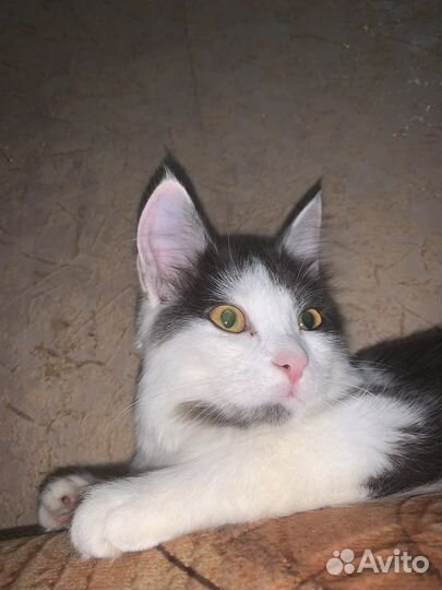 Кошка в дар