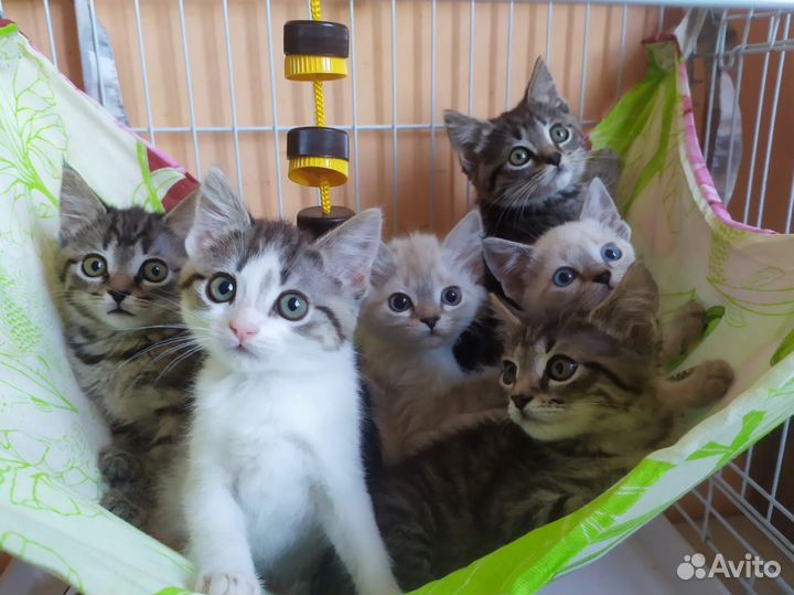 Котятки ищут дом