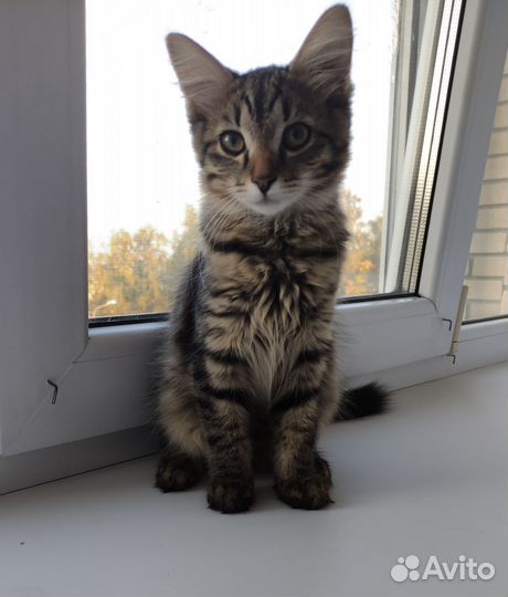 Котята для вас