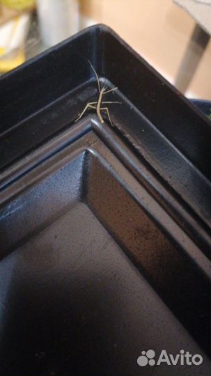 Анамский палочник