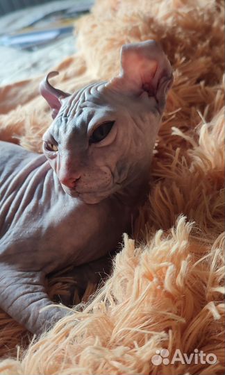 Сфинкс эльф котята