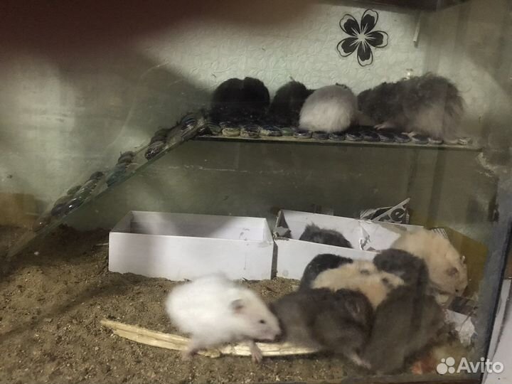 Террариум с хомяками