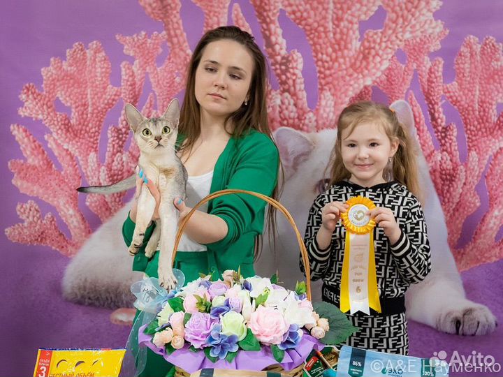 Аббисинские котята серебро