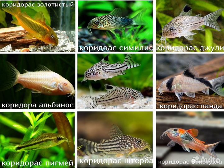 Аквариумные рыбки, креветки, улитки и раки