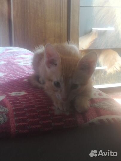 Котик в добрые руки