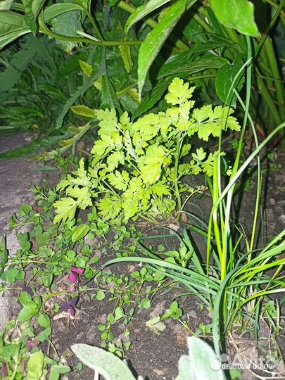 Пиретрум (девичья ромашка). Сныть пестролистная