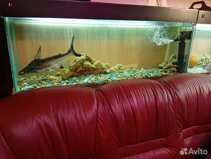 Аквариумы 3 штуки с тумбами