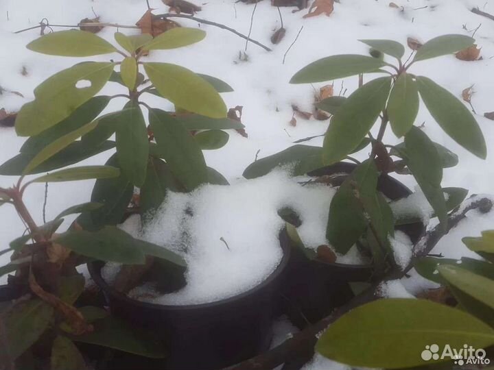 Рододендрон Катевбинский