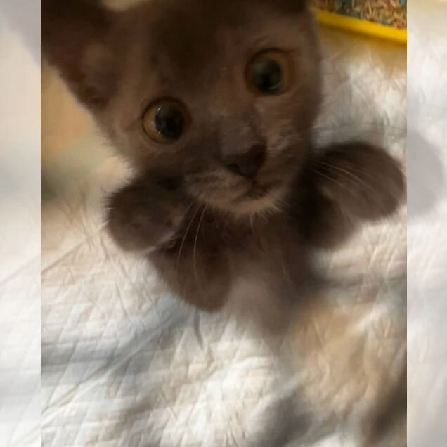 Котёнок в добрые руки