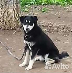 Собака в добрые руки отдам бесплатно щенки