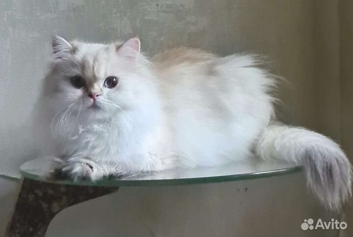 Британская молодая кошечка