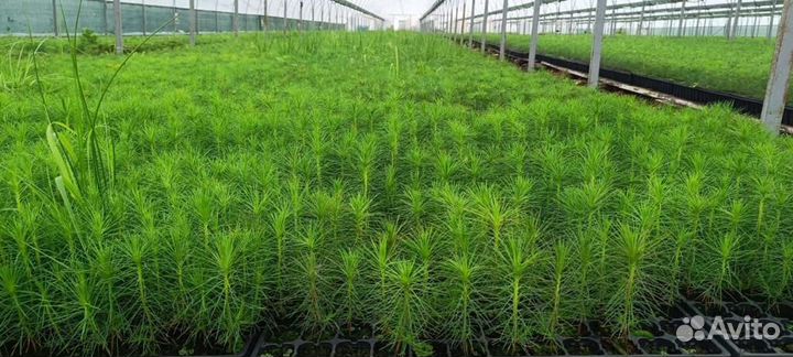 Саженцы сосны обыкновенной окс