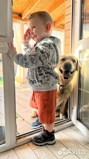 Щенки мамы Лабрадора