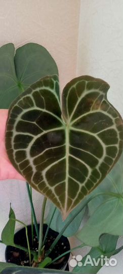 Растения для дома и офиса