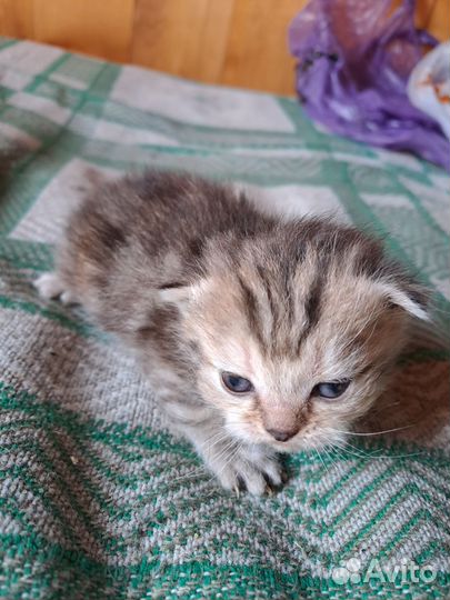 Кошечка в добрые руки