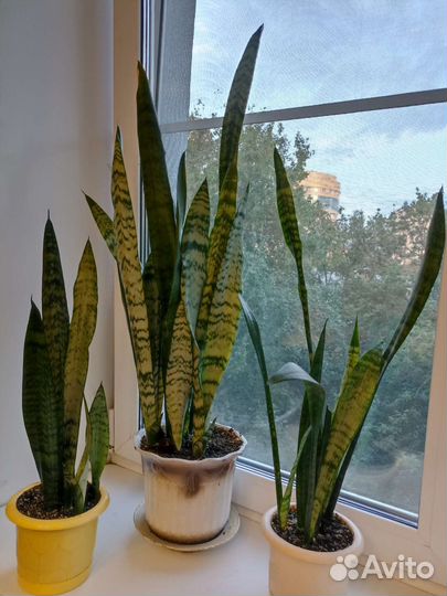 Комнатные растения