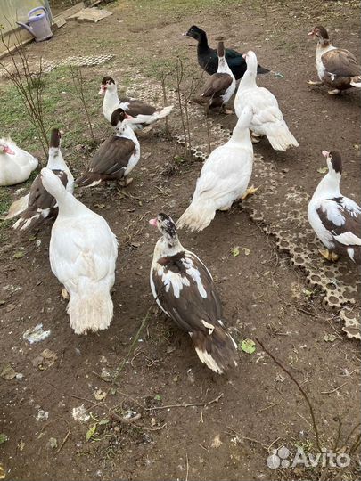 Мускусные утки